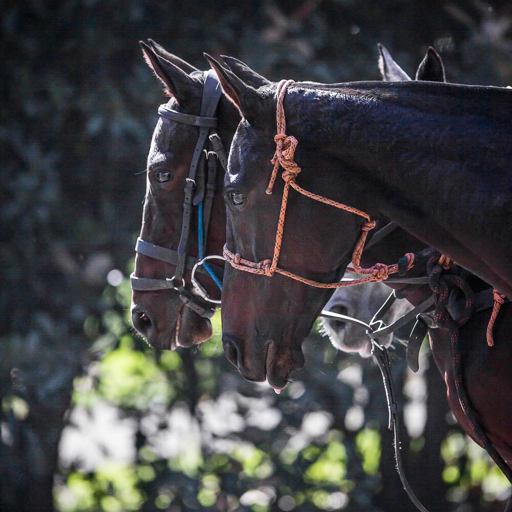 Horses