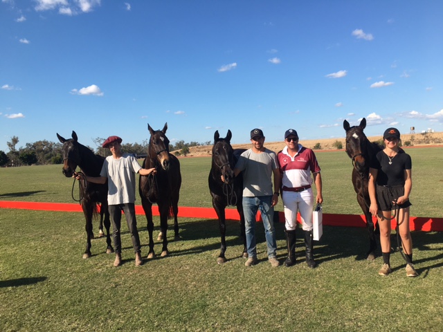 North Star champion String of ponies