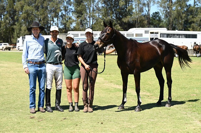Sir JJ Champ Pony